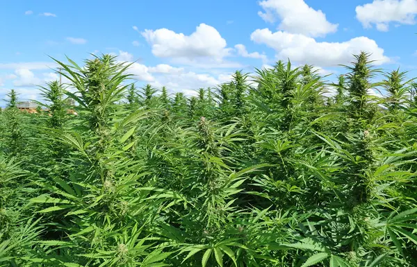 Field of hemp plants