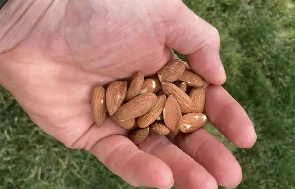Hand holding almonds