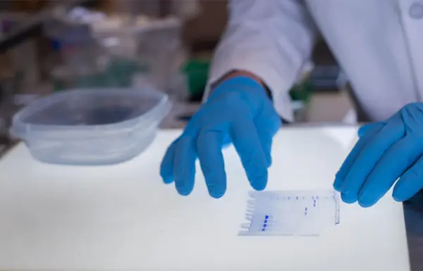 Gloved hands doing Biomedical Research