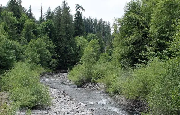 Lookout Creek