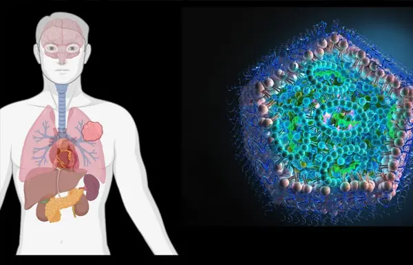 nanoparticles and regions of the body