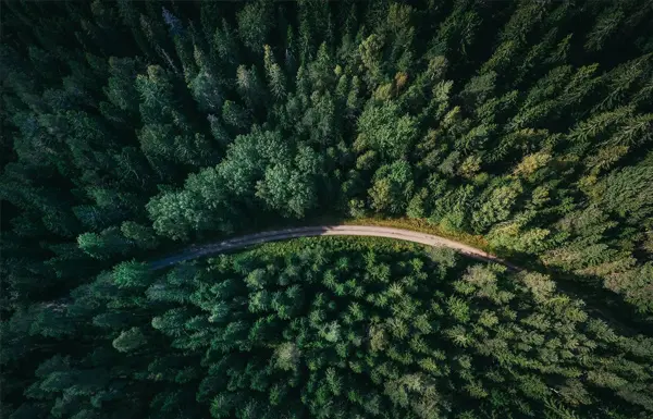 Trees from above